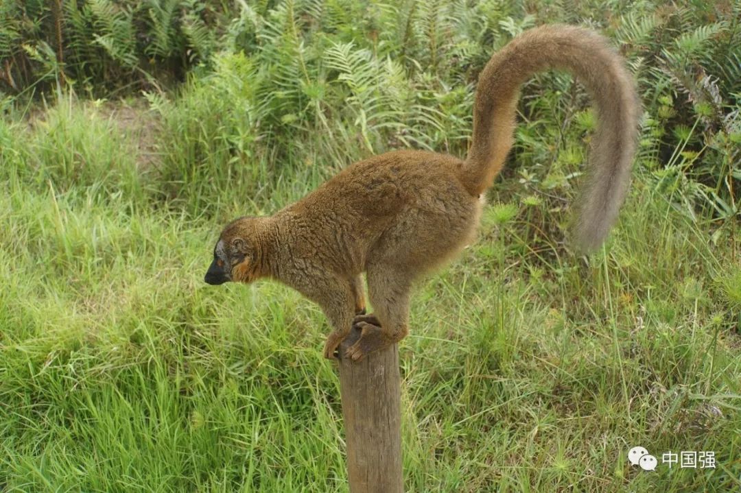马达加斯加不可思议的旅行,马达加斯加自然景观