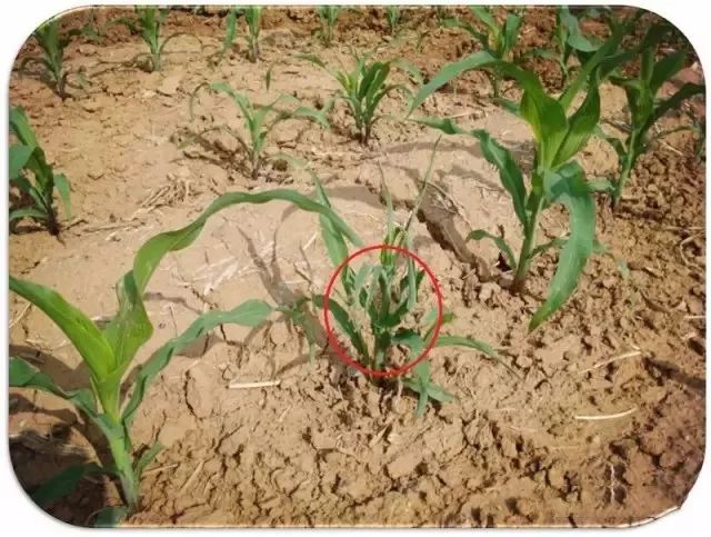 玉米最近发生的大事,玉米出事了怎么回事