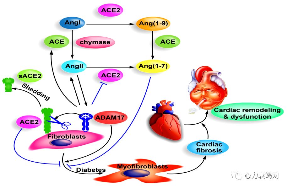 「2019CIHFC」张运教授:ADAM17—糖尿病性心肌病干预的新靶点