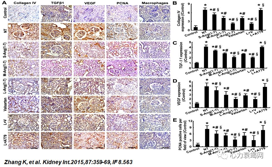 「2019CIHFC」张运教授:ADAM17—糖尿病性心肌病干预的新靶点