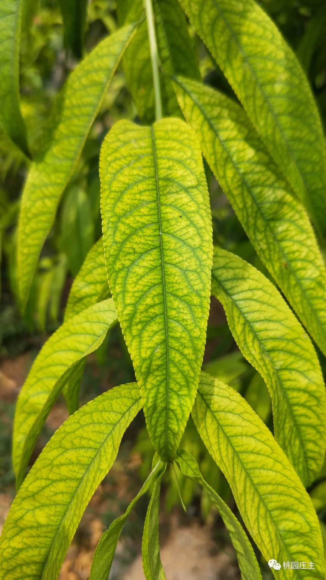 桃树叶片发黄怎么补救,桃树初期叶片发黄缺什么化肥