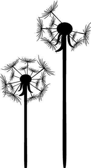 冬天蒲公英泡水喝,冬天蒲公英根泡水喝