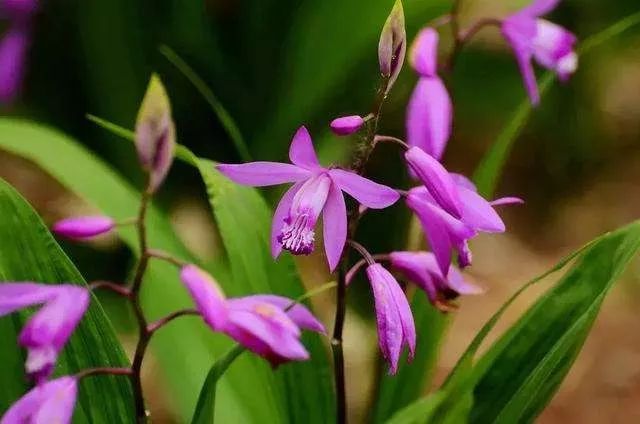 白芨根粉的美容功效与作用,白芨加什么可以美容美白