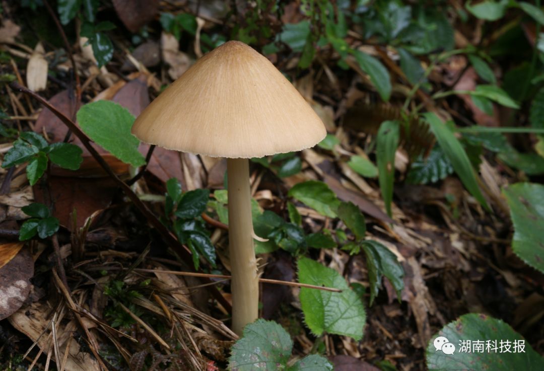 误食毒蘑菇的症状,误食毒蘑菇临床表现