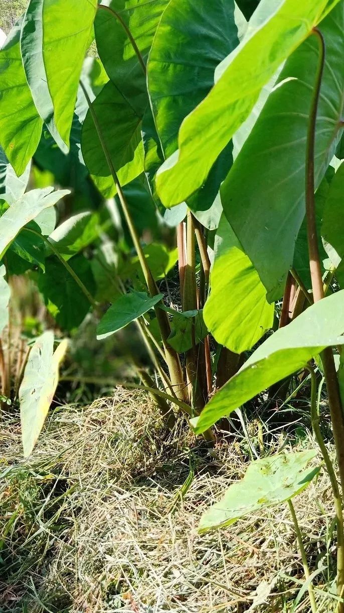 正宗博白芋苗,博白芋苗多少钱一斤