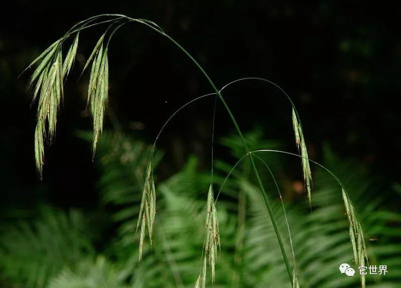 燕麦和燕麦片哪个降胆固醇好,燕麦和燕麦片区别在哪