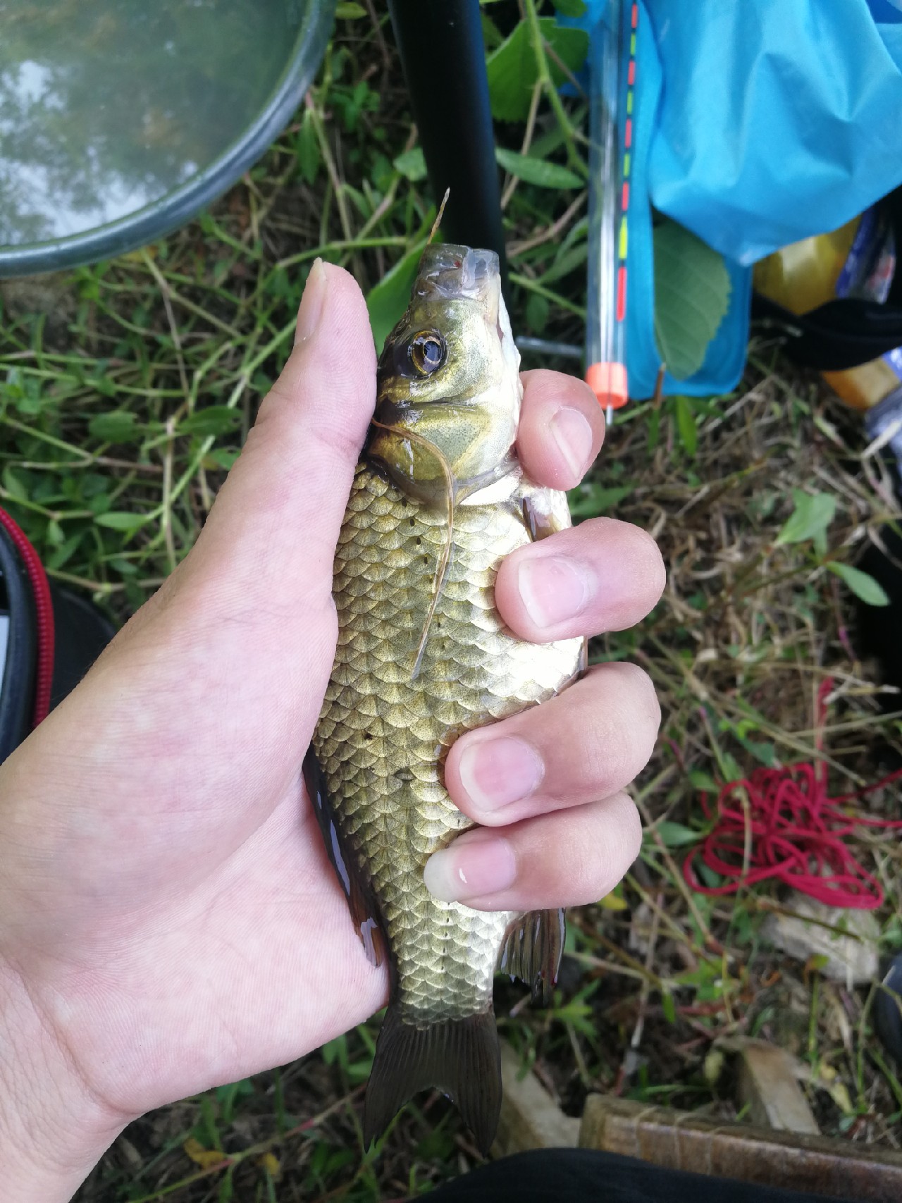 头顶烈阳开拓钓位逐泡寻鲫放流可怜鱼获