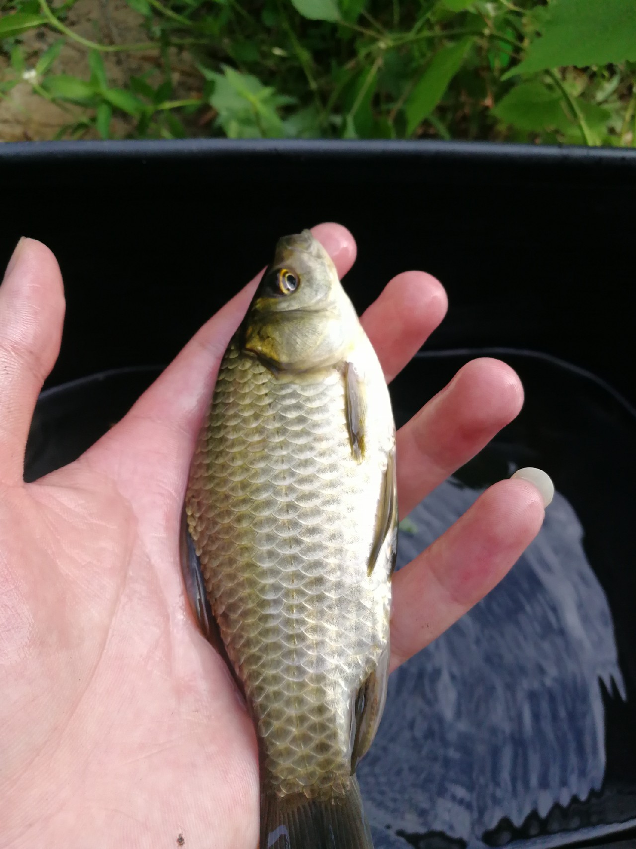 头顶烈阳开拓钓位逐泡寻鲫放流可怜鱼获