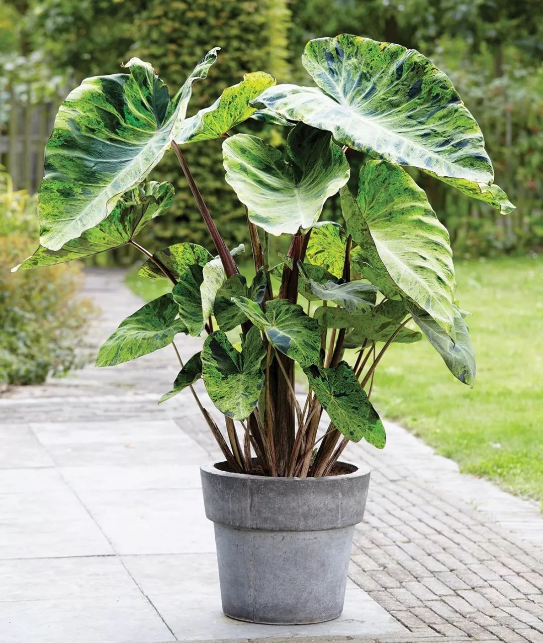 2000块一斤的芋头到底长什么样?绿植达人爱不释手的黑金海芋告诉你答案