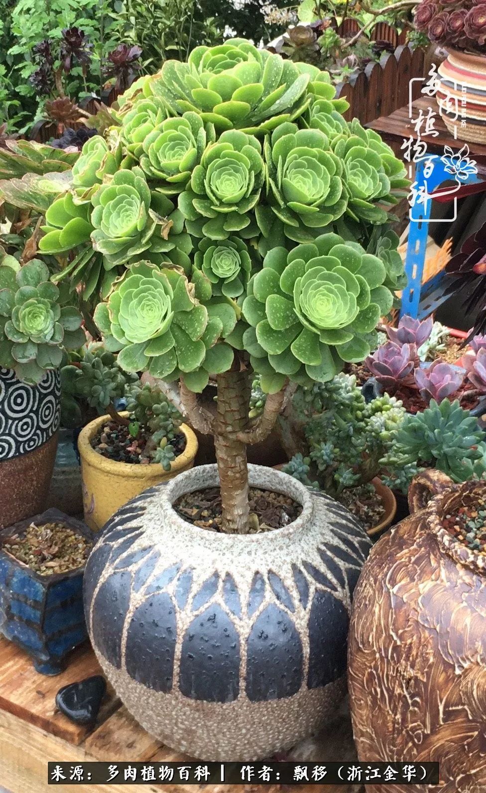 魅力无限的法师诱惑：我的灿烂，由你决定