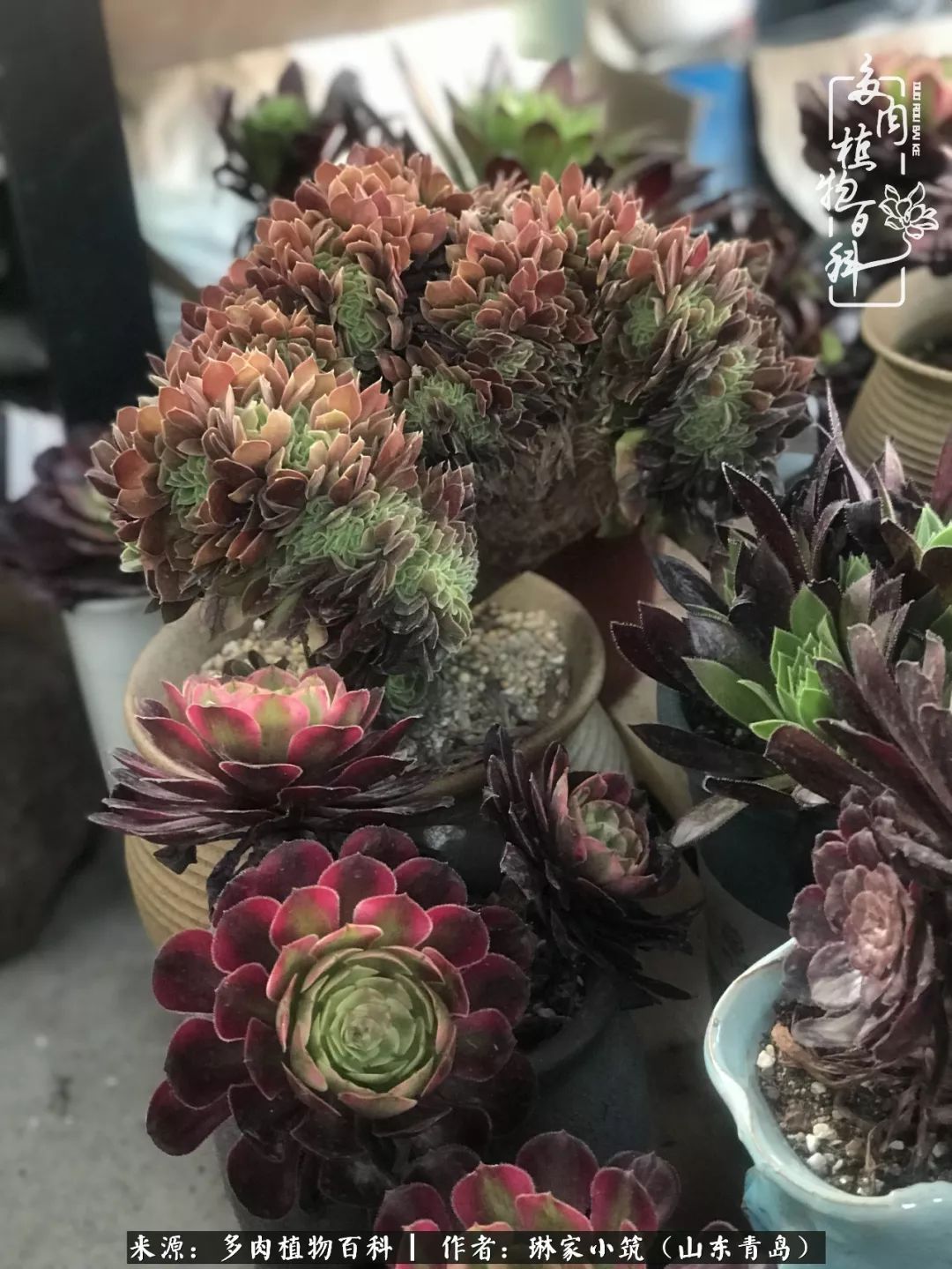 夏天已过一半你们的多肉还好吗,夏天已过半