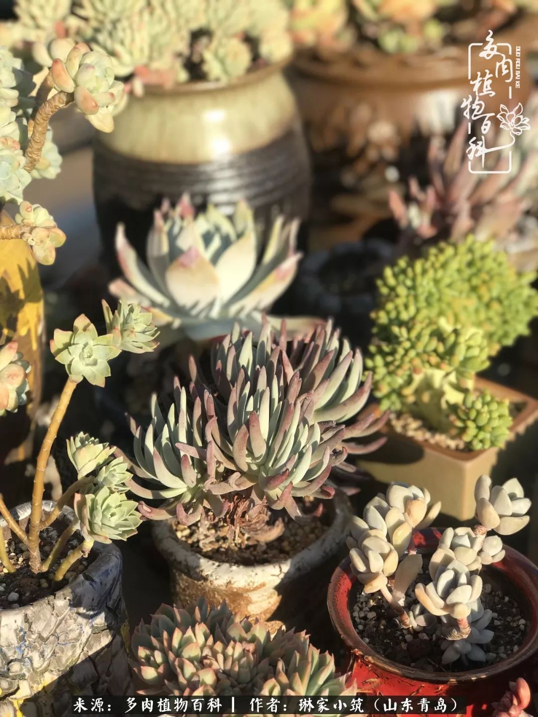 夏天已过一半你们的多肉还好吗,夏天已过半