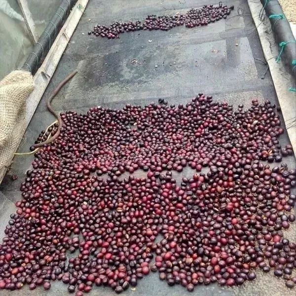 耶加雪菲咖啡为什么叫耶加雪菲,正宗的耶加雪菲