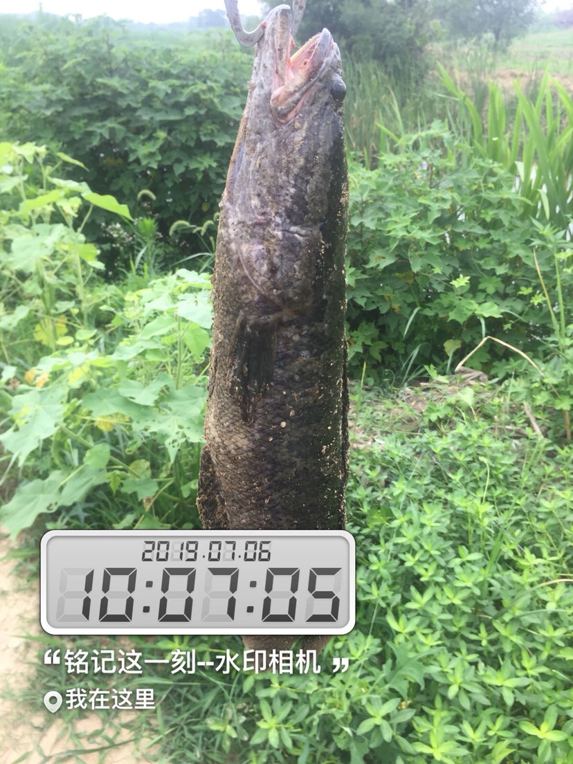 雷强2020年视频,2019雷强视频