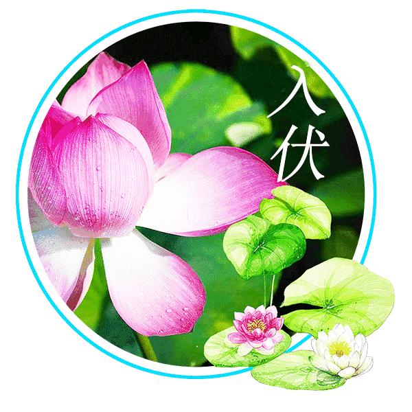 今日末伏注意事项,今日入伏注意吃点啥呢