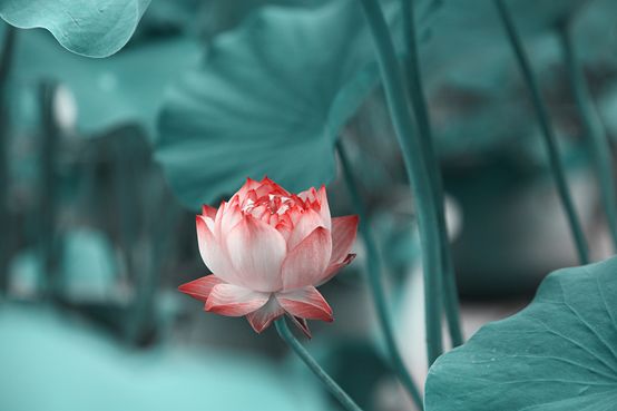 百年之后，并蒂莲开；想你时，有花的味道……