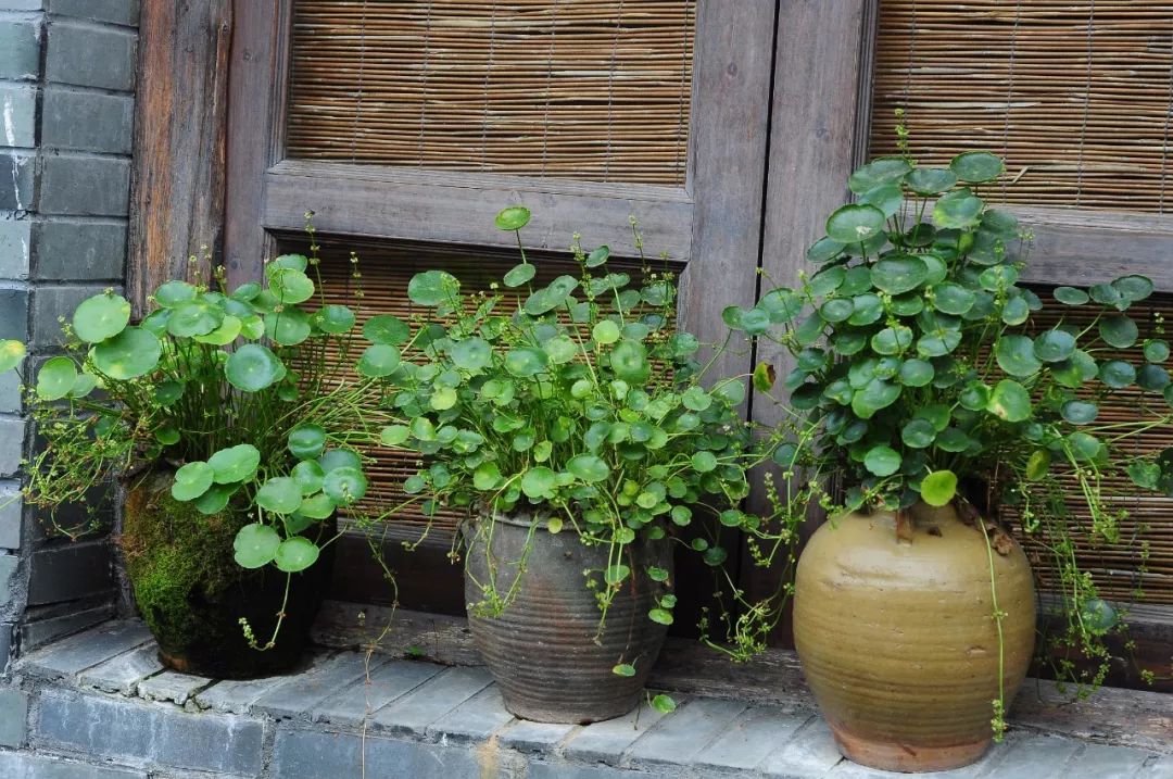 白毛香菇草,香菇草怎么养