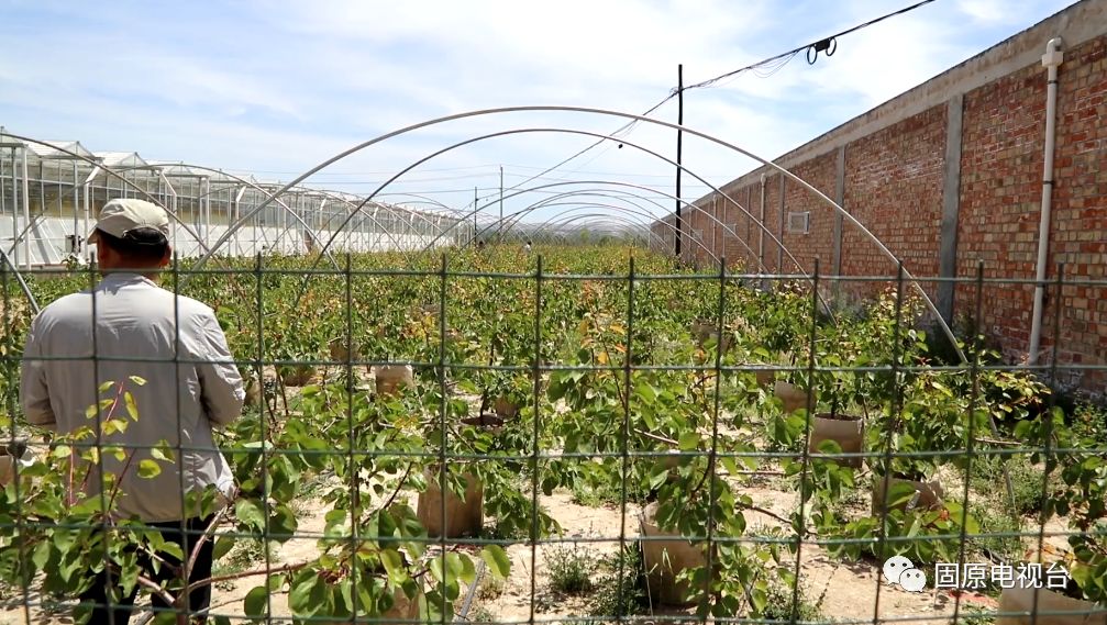 红梅杏的产地在哪里,红梅杏名字的由来