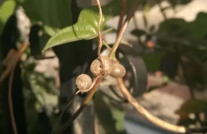 山药和山药豆的效果一样吗,吃山药豆有什么好处与坏处