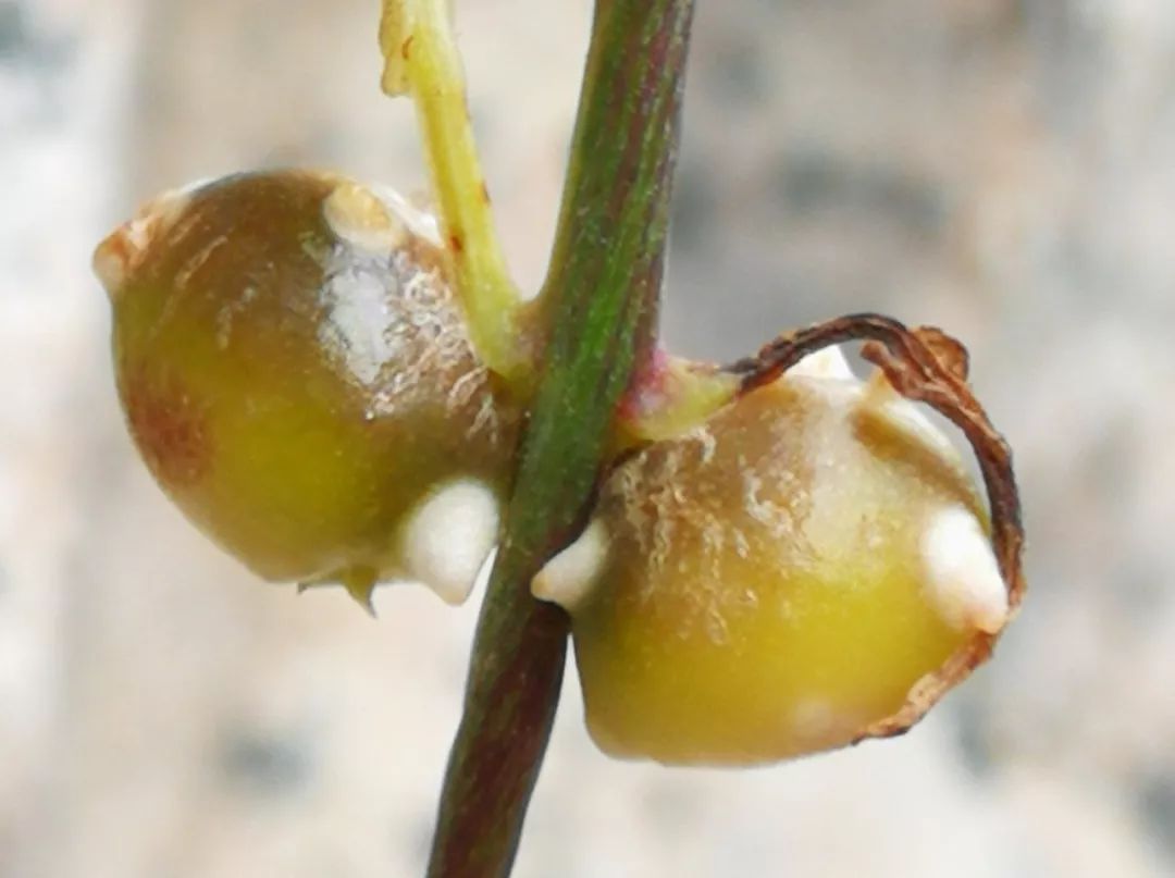山药和山药豆的效果一样吗,吃山药豆有什么好处与坏处