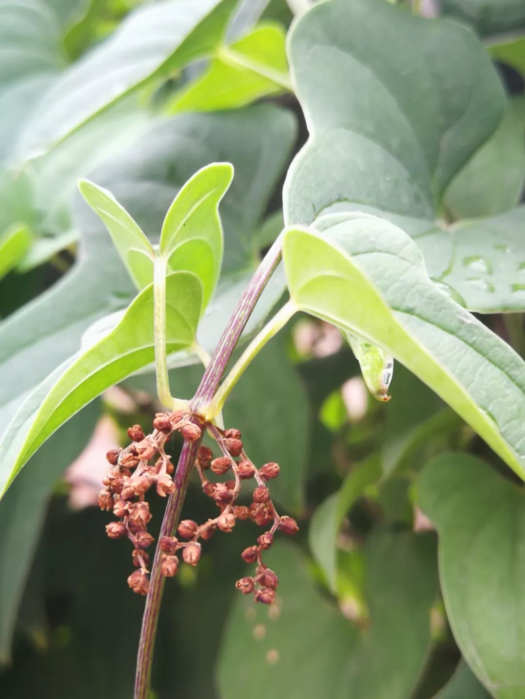 山药和山药豆的效果一样吗,吃山药豆有什么好处与坏处