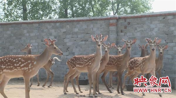 淮滨：致富新法子生财有门“鹿”