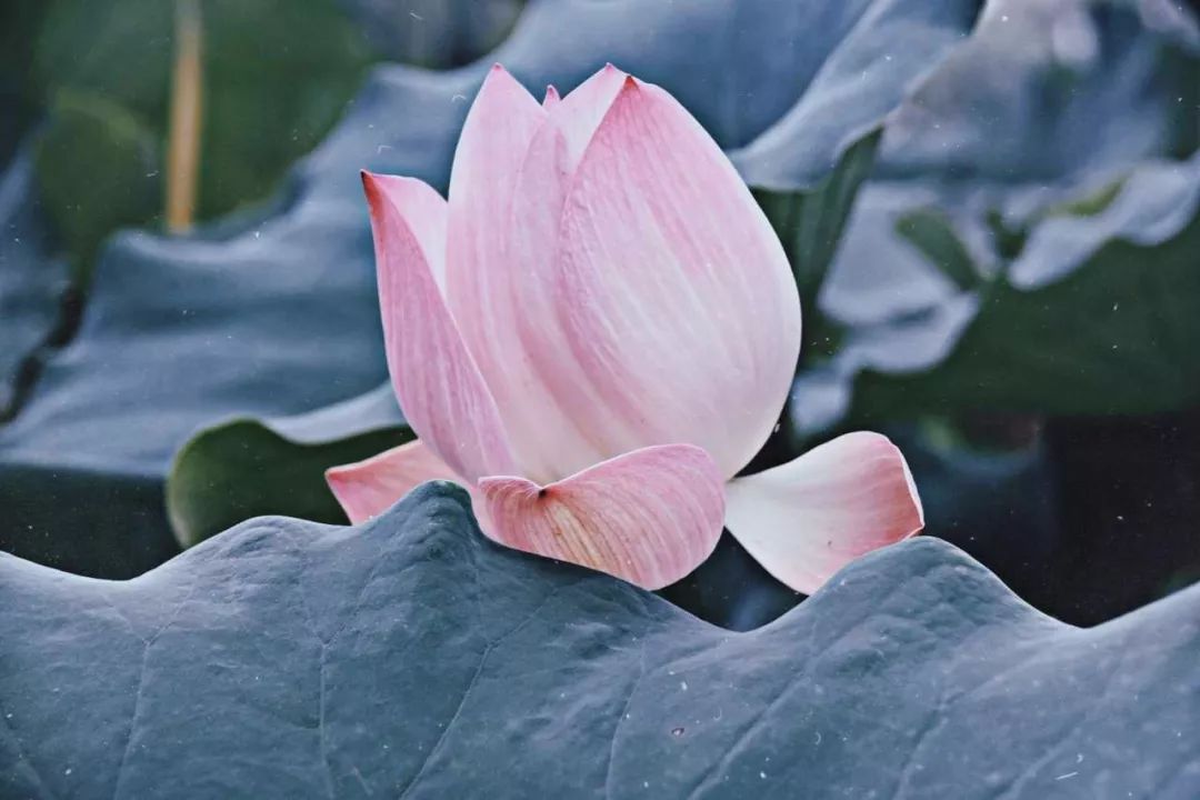 遇见·雄安｜七月错过白洋淀，你可就错过了整个北方的夏天！