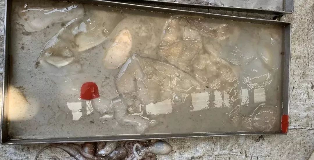 它来了，它来了，这种神秘的海产品随着入伏走来了~