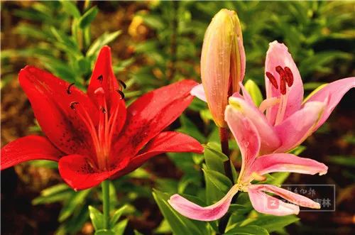 百合打卡地,百合打卡网红地