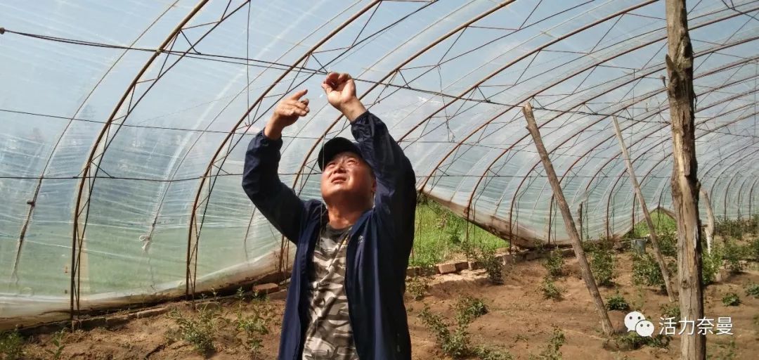 从皇帝贡品到百姓“补”品,欧李,“果”然了得!