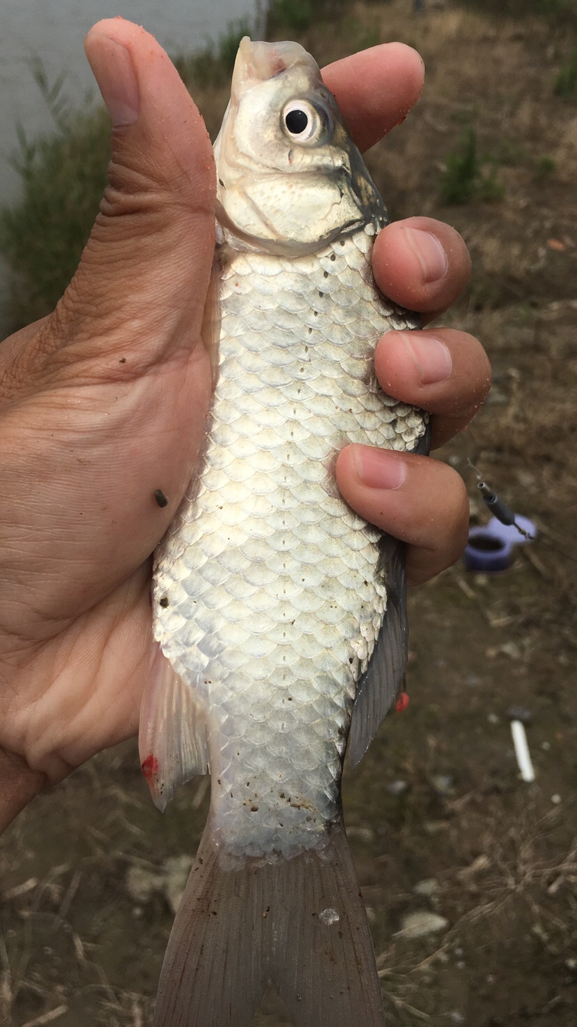 崇明钓昂刺,崇明岛野钓昂刺鱼