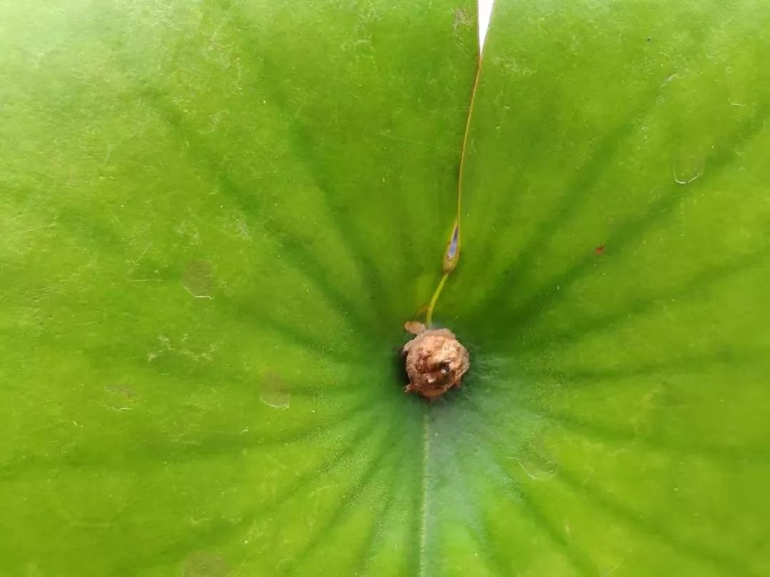 睡莲可以在沙底里生长吗,睡莲的养护方法图解