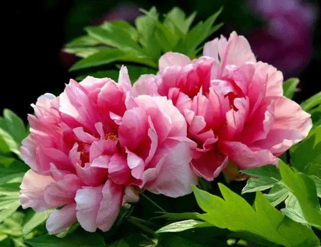 人大代表提议牡丹为国花,建议将牡丹确定为国花