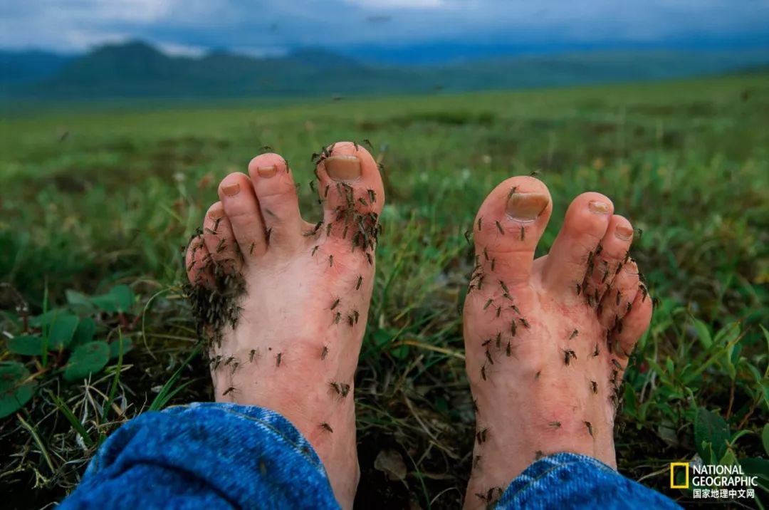 北极蚊子都泛滥了，咱被咬两口就别哭了