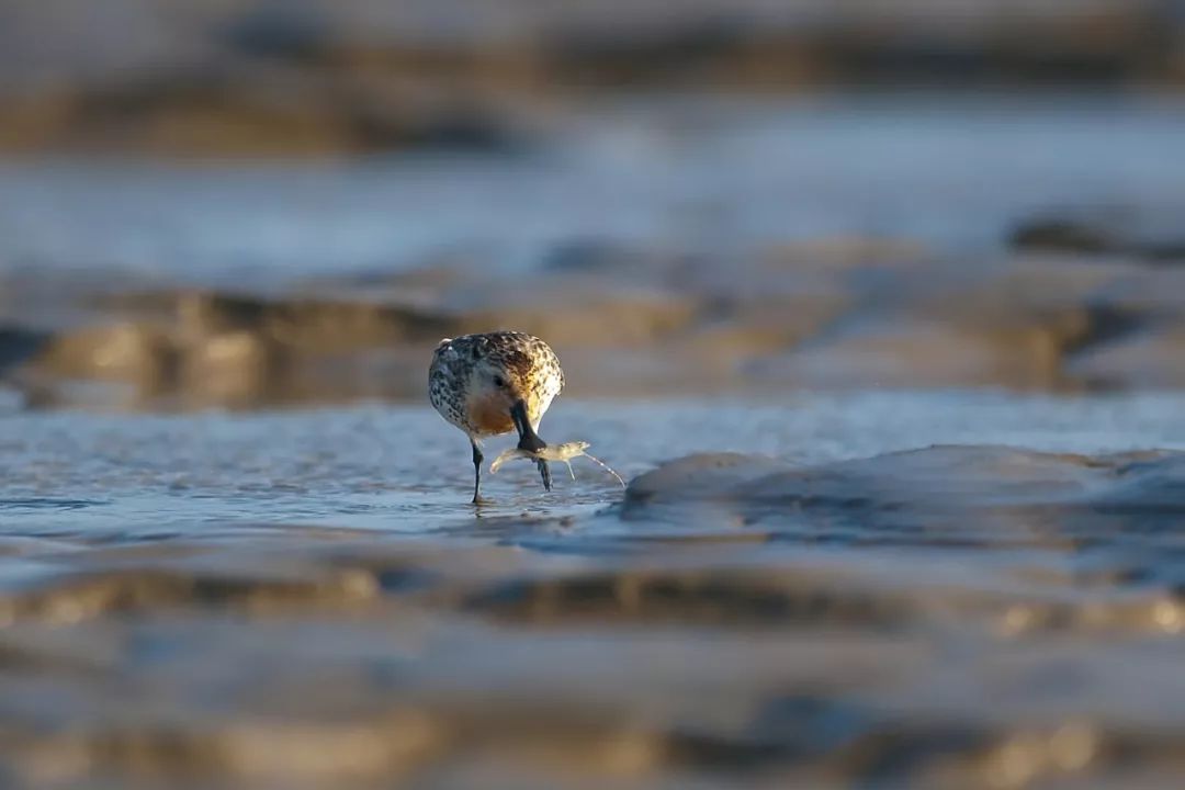 盐城相当于几个上海,上海和盐城有什么渊源