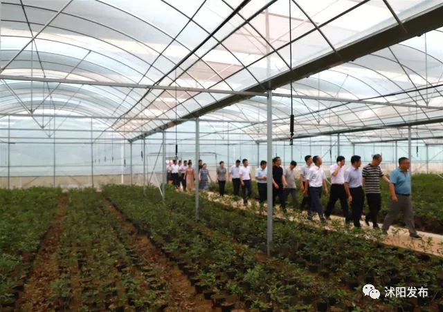 跟着书记县长去观摩，看沭阳七月“美景”红似火！