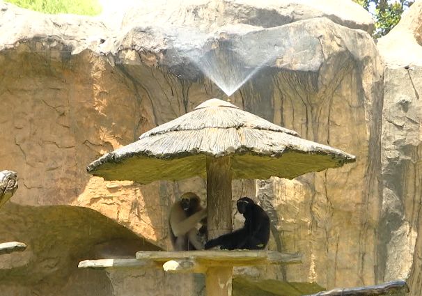 娴锋磱鍔ㄧ墿閬挎殤绂忓埄,鍔ㄧ墿閬挎殤楂樻俯绂忓埄