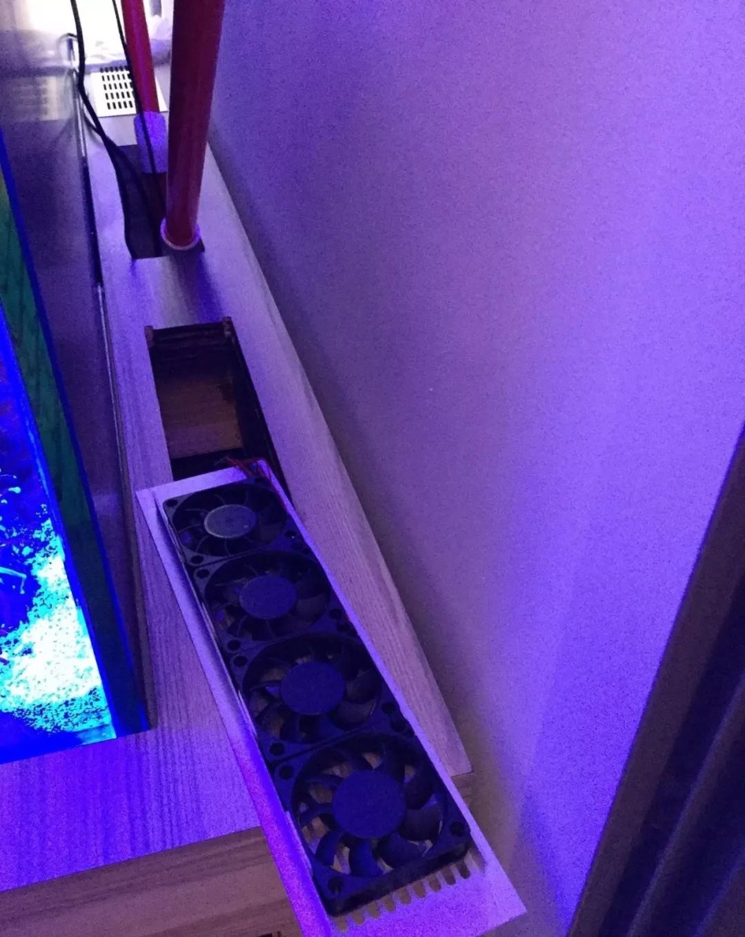 新开缸每天都有鱼死,新开缸鱼一直死