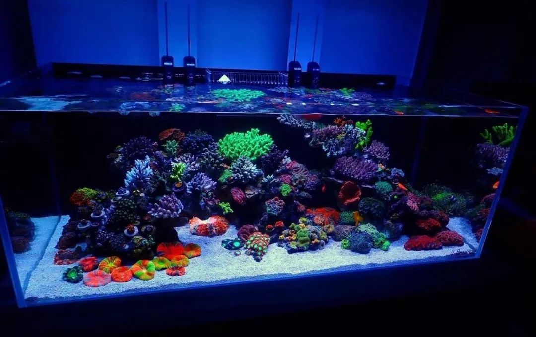 新开缸每天都有鱼死,新开缸鱼一直死