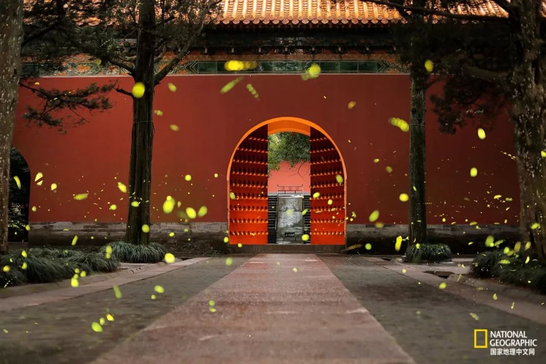 南京紫金山灵谷寺萤火虫,南京灵谷寺哪里可以看到萤火虫