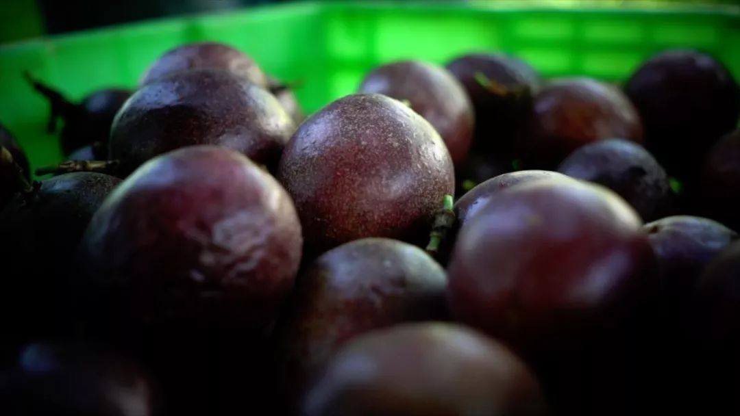 宾川最出名的石榴,大理宾川石榴