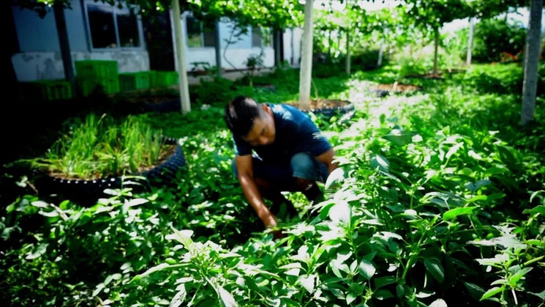 宾川最出名的石榴,大理宾川石榴
