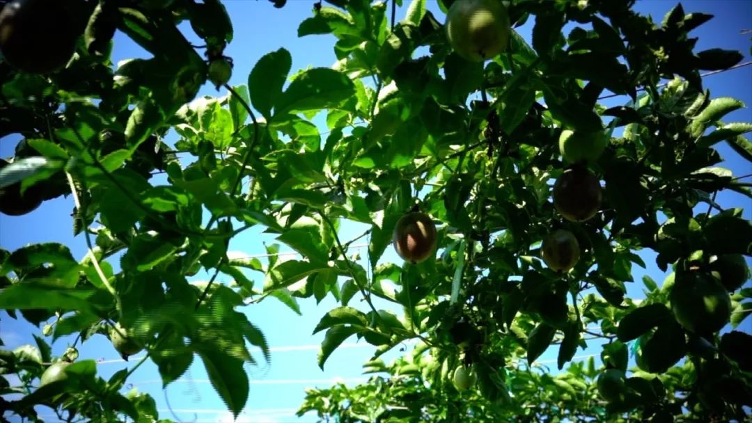 宾川最出名的石榴,大理宾川石榴