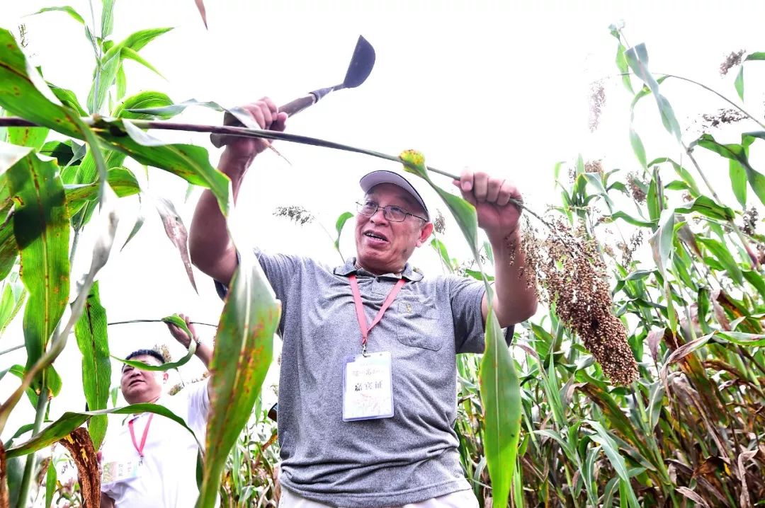 又见高粱红,又见高粱红1-40集解说