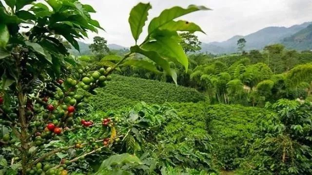 哥斯达黎加黑蜜咖啡,哥斯达黎加咖啡