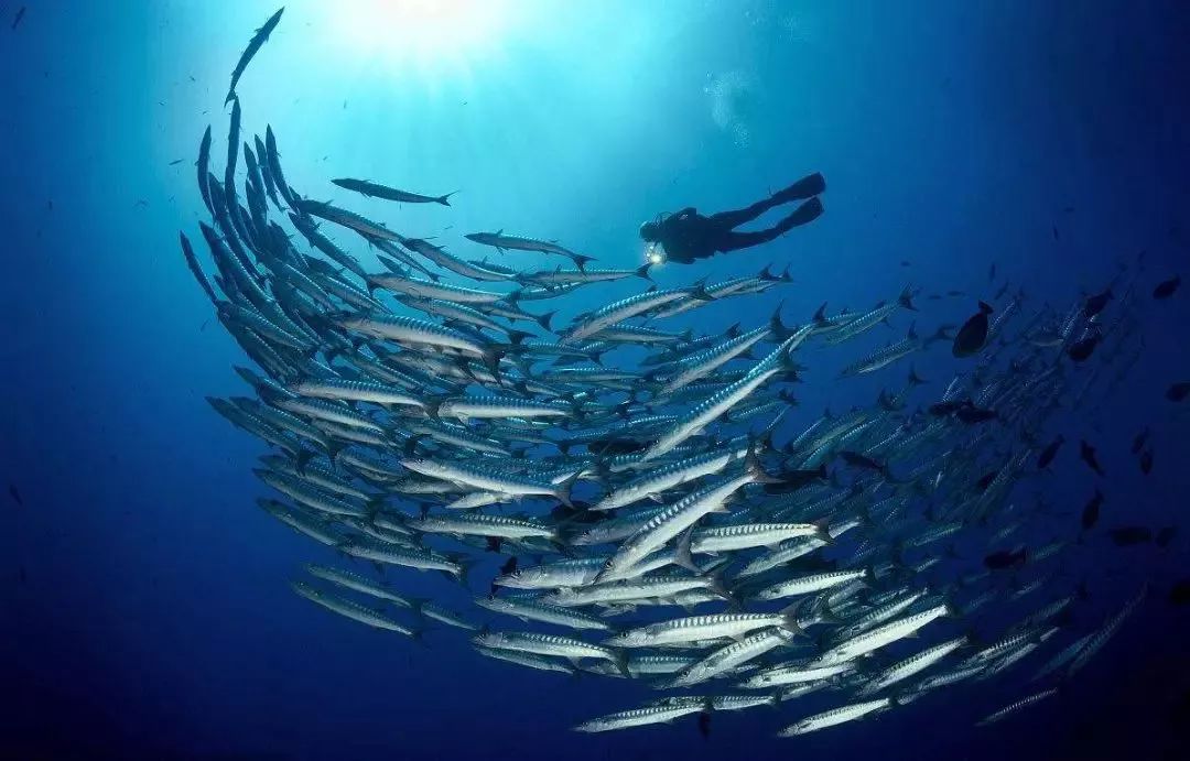 海洋生态环保,海洋生态环境污染现状