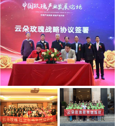 云朵玫瑰值得投资吗,云朵玫瑰花茶代理