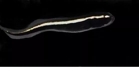 魟鱼混养黑名单,大型混养海缸