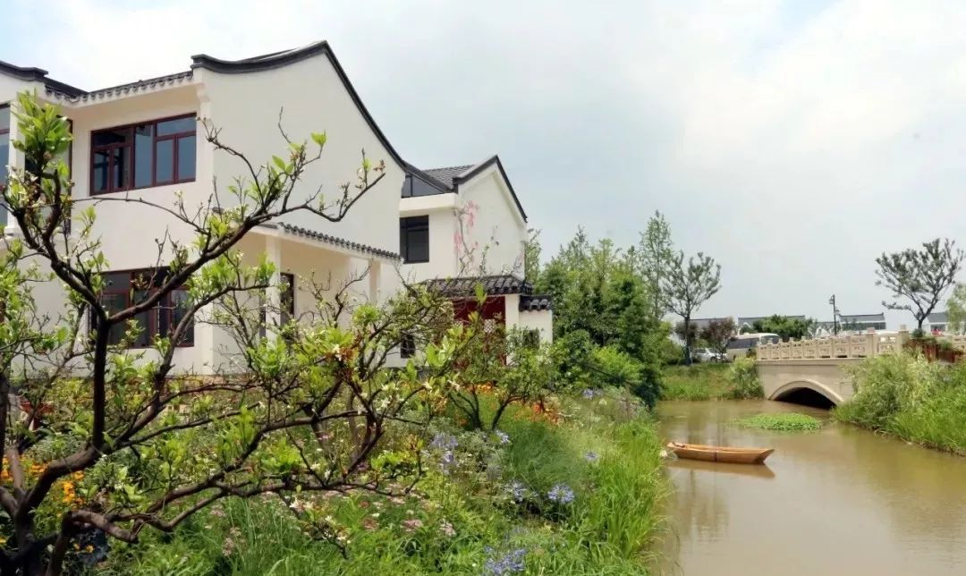 奉贤正宗黄桃,夏天又香又甜的黄桃