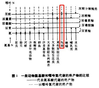 鸟屎为什么是白色的,鸟屎为什么有各种颜色